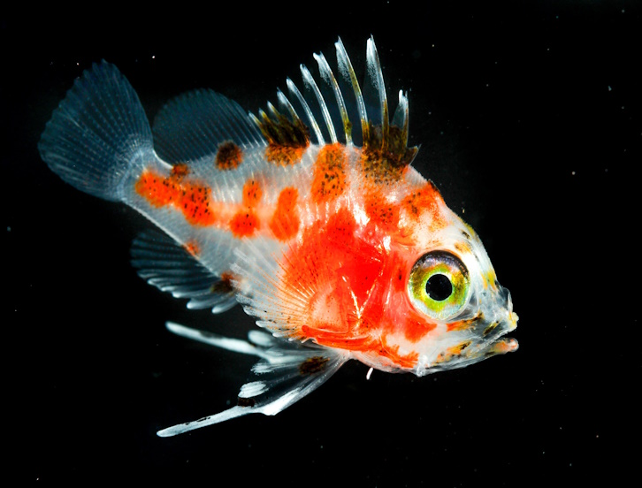 photograph of anthias fish against a black background