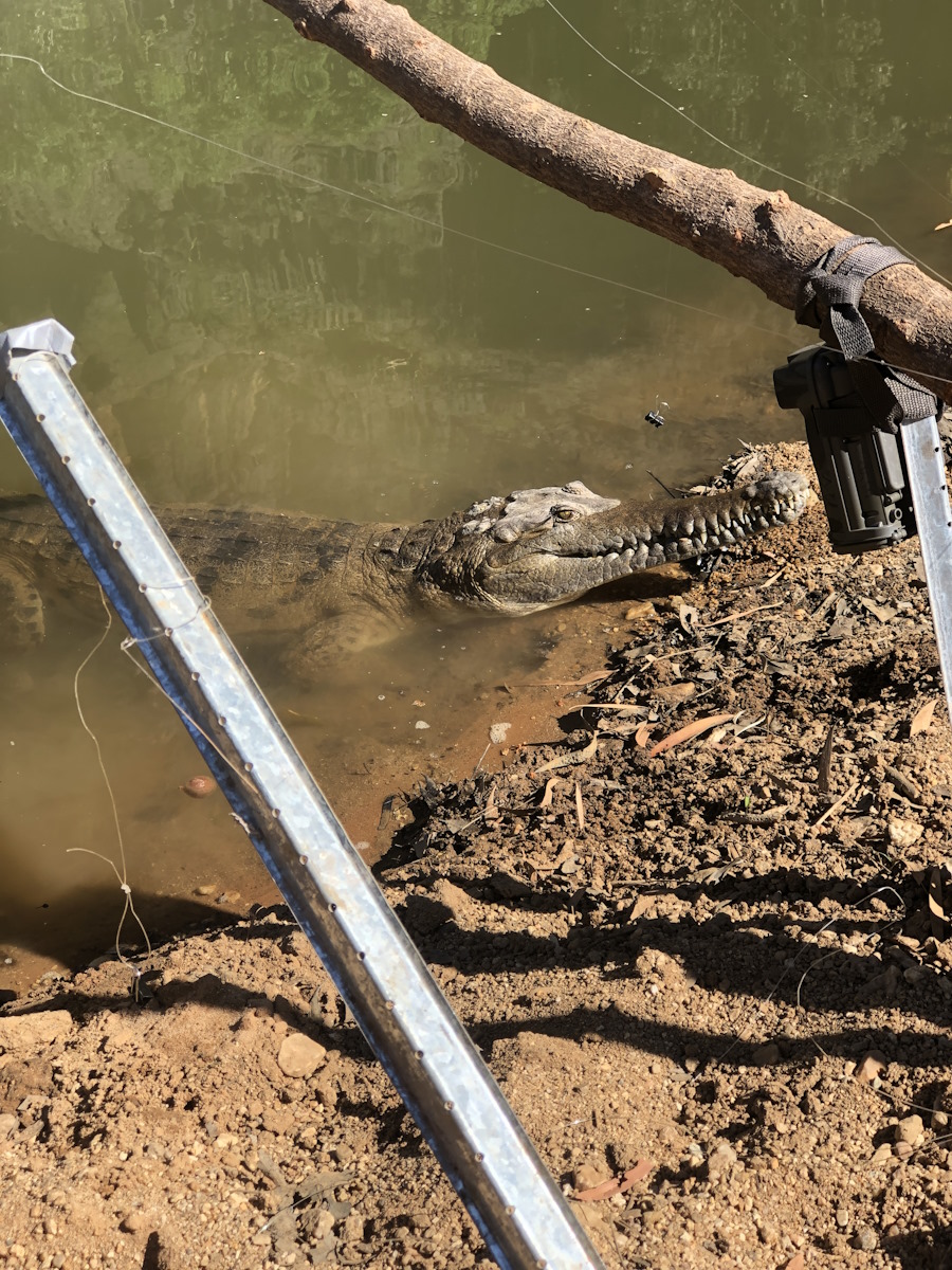 Crocodile at bait station