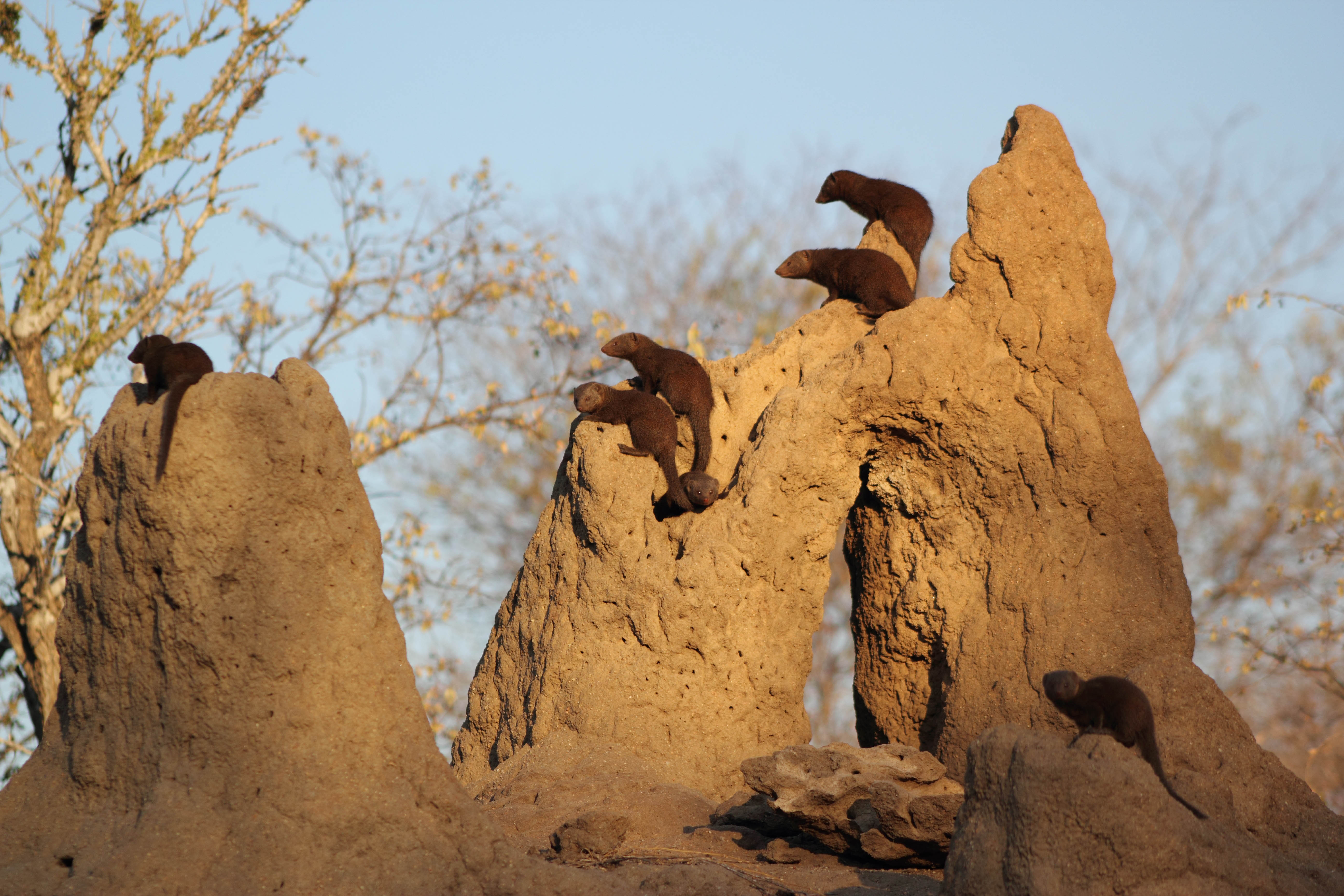 Dwarf mongoose group