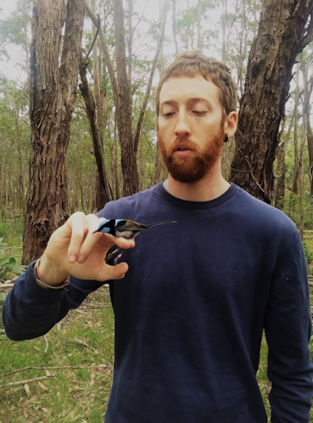 Ettore Camerlenghi photographed  holding a male superb fairy-wren on his right index finger