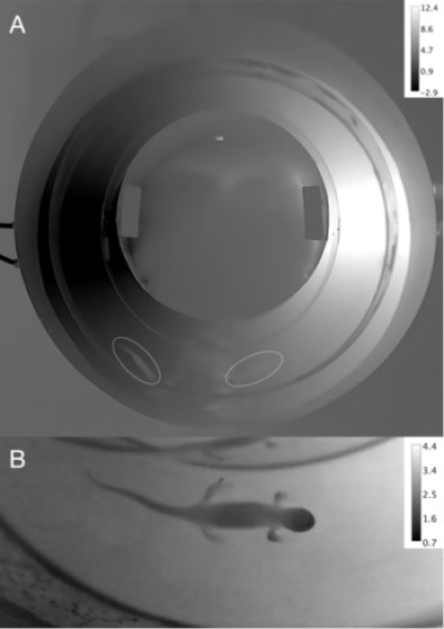 Example thermal image of the ring-shaped thermal gradient used in this study. A top panel shows a birds eye view of the ring in black and white thermal imaging. The right hand side of the ring is darker and the left hand side is lighter. The bottom panel is a closer up of a salamander thermal image.