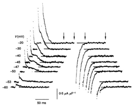 A black and white figure illustrating the charge movements elicited by varying voltage steps produced by the tubular voltage sensor. The figure is from the published paper titled Charge conservation in intact frog skeletal muscle fibres in gluconate-containing solutions.  by Huang CLH (1994). J Physiol. 1994 Jan 1;474(1):161-71,