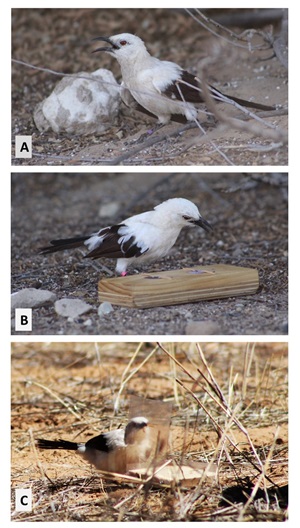 A figure from the paper showing pied babblers interacting with the cognitive tasks in the heat