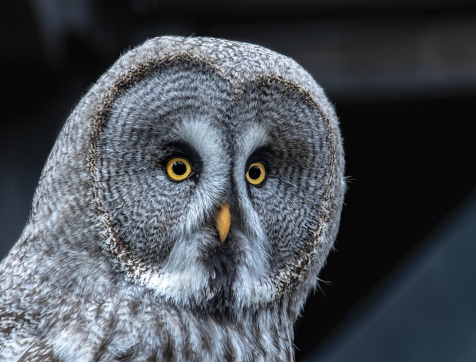 grey owl with wide yellow eyes