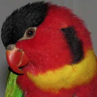 A parrot.