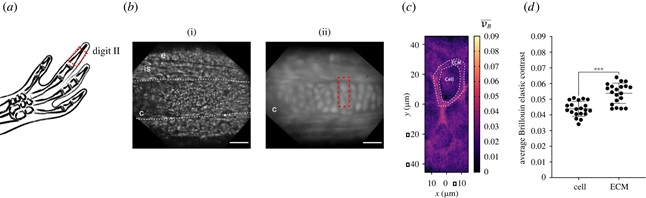 Riquelme-Guzmán et al. DOI: 10.1098/rsob.220078