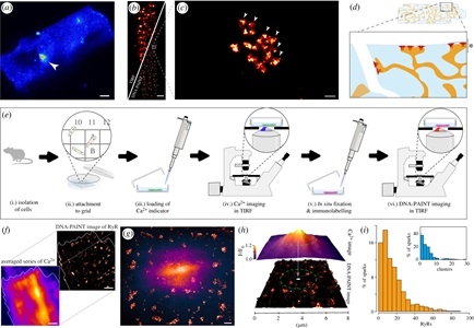 Hurley et al. DOI: 10.1098/rsob.230045