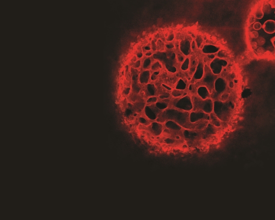 Bicontinuous, interfacially jammed emulsion gel capsule. Image credit: Dr Paul Clegg, Industry Fellow