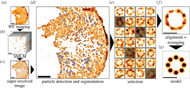 Mendes et al. doi: 10.1098/rsob.220079