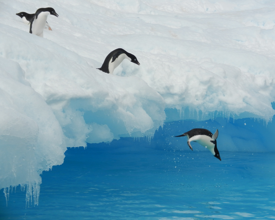 Penguins credit: Chris Parsons