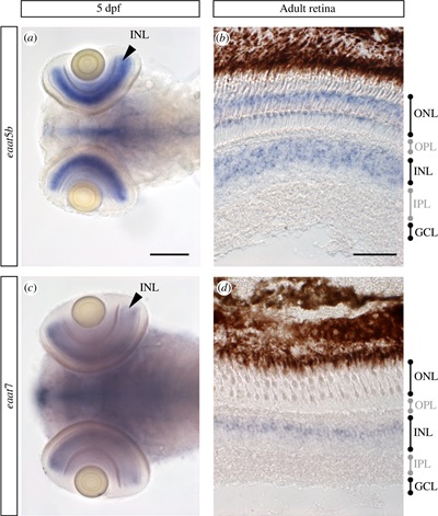 Glutamate transporters eaat5b and eaat7 mRNA is detected in the INL of the retina 